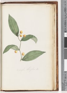 पृष्ठ 228. Eustrephus latifolius Br। वोमबट बेरी द्वारा अज्ञात कलाकार