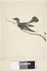 पृष्ठ 27. मई। प्राकृतिक आकार हुड रॉबिन, महिला मेलानोड्रीस कुकुलुल्ता, 1791-92 द्वारा अज्ञात कलाकार