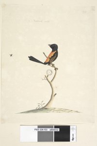पृष्ठ 33. प्राकृतिक आकार लाल, समर्थित वरेन मलुरस मेलानोसेफालु, पुरुष, 1791-92 द्वारा अज्ञात कलाकार