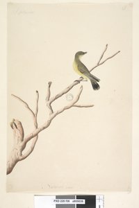 पेज 36. सितंबर। प्राकृतिक आकार येलो थोर्नबिल एसीथिजा नाना, 1791-92 द्वारा अज्ञात कलाकार