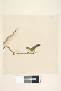 पृष्ठ 37. अक्टूबर। प्राकृतिक आकार येलो थोर्नबिल एसीथिजा नाना, 1791-92 द्वारा अज्ञात कलाकार