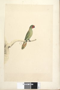 पृष्ठ 51. प्राकृतिक आकार लिटिल लॉरिकेट ग्लोसोप्सिट्टा पुसिल्ला, 1791-92 द्वारा अज्ञात कलाकार