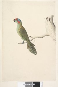 पृष्ठ 52. प्राकृतिक आकार कस्तूरी लोरिकेट ग्लोसोप्सिट्टा संगीत, 1791-92 द्वारा अज्ञात कलाकार