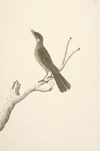 पृष्ठ 68. प्राकृतिक आकार, अगस्त लेविन हनीटर मेलिफागा लेविनी, 1791-92 द्वारा अज्ञात कलाकार