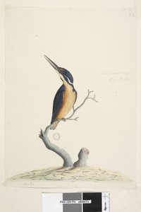 पृष्ठ 74. Ter, re, a, mar या King Fisher। अलग हाथ में निचले बाएँ Alcedo। तीसरे हाथ में निचले केंद्र में प्राकृतिक आकार एज़्योर किंगफ़िशर एलियोन एजुरिया, 1791-92 द्वारा अज्ञात कलाकार