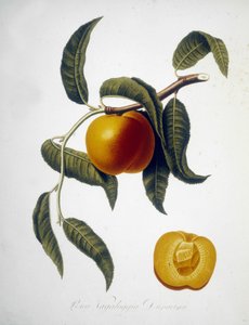 Pesca Vagaloggia Duracina (मछली पकड़ने और मछली पकड़ने की शाखा)। 19वीं सदी का हर्बेरियम। द्वारा अज्ञात कलाकार