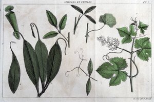 स्टिप्यूल्स और टेंड्रिल्स: "" फ्लोरा फ्रांकोइस में, या फ्रांस में प्राकृतिक रूप से उगने वाले सभी पौधों का एक संक्षिप्त विवरण, विश्लेषण की एक नई विधि के अनुसार व्यवस्थित किया गया है जिसमें दवा में उनके कम से कम समान गुणों का उद्धरण और उनकी उपयोगित द्वारा अज्ञात कलाकार