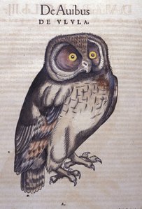 कॉनराड गेसनर (1516 - 1565), टिगुरिक द्वारा जानवरों के इतिहास में उल्लू द्वारा अज्ञात कलाकार