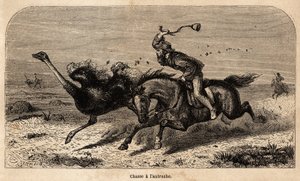 1852 और 1860 के बीच विलियम चार्ल्स बाल्डविन द्वारा अफ्रीका में शिकार की कहानी को चित्रित करने के लिए शुतुरमुर्ग का शिकार, एक तस्वीर से खींचा गया। एडौर्ड चार्टन द्वारा संपादित "" ले टूर डू मोंडे" में उत्कीर्णन द्वारा अज्ञात कलाकार