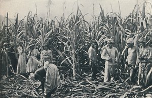एक गन्ना वृक्षारोपण, 1916