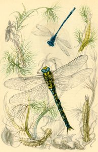 Damselflies, Dragonflies और पानी के घोंघे, c1930s, 1946। द्वारा वेरे मंदिर