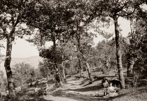 जंगल के माध्यम से चलो (बी / डब्ल्यू फोटो) द्वारा विटोरियो एलिनारिक