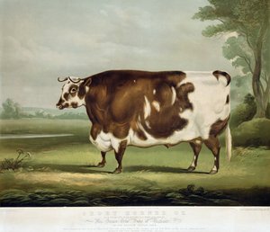 जॉन डे, 1856 (रंग उत्कीर्णन) द्वारा उत्कीर्ण एक लघु सींग वाला बैल द्वारा WH डेविस