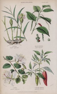 अदरक; काली मिर्च; शरारत; लाल मिर्च (रंगीन उत्कीर्णन)