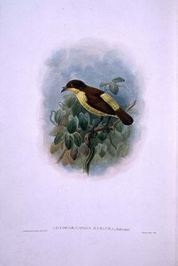 लोबोपैराडिसिया सेरिका, वाटरबिल्ड बर्ड ऑफ़ पैराडाइज़ (कलर लिथो) द्वारा डब्ल्यू. और केयूलेमन्स जेजी हार्ट