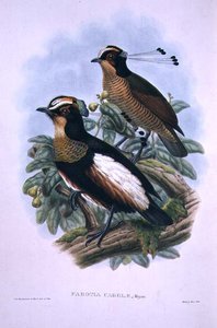 क्वीन कैरोला की सिक्स-वायर्ड बर्ड ऑफ़ पैराडाइज़ (कलर लिथो) द्वारा डब्ल्यू. और केयूलेमन्स जेजी हार्ट