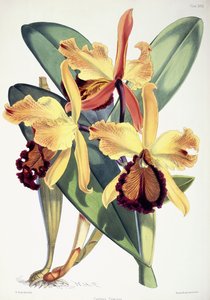 कैटलिया डोवियाना, c.1862-1877