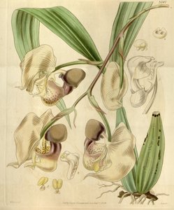 Coryanthes Maculata द्वारा वाल्टर हूड फिच