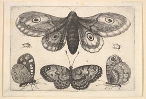 एक कीट, तीन तितलियों और दो बीटल, 1646। द्वारा Wenceslaus Hollar