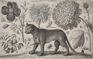 पशु और पौधे: तेंदुए को पौधों और कीड़ों के साथ, 1662। द्वारा Wenceslaus Hollar