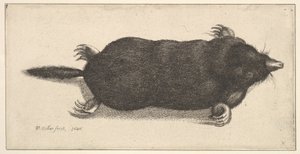 डेड मोल, 1646। द्वारा Wenceslaus Hollar