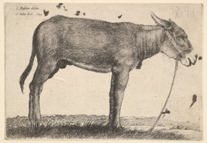 गधा, 1649। द्वारा Wenceslaus Hollar