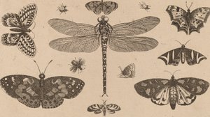 ड्रैगनफ्लाई, लेडीबर्ड्स और तितलियाँ। द्वारा Wenceslaus Hollar