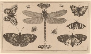 ड्रैगनफ्लाई, लेडीबर्ड और तितलियाँ द्वारा Wenceslaus Hollar