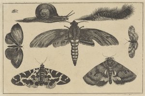  द्वारा Wenceslaus Hollar