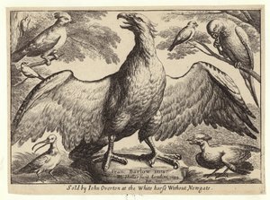 ईगल और अन्य पक्षी द्वारा Wenceslaus Hollar
