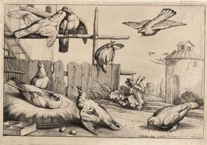 आठ कबूतर। राज्य 1 द्वारा Wenceslaus Hollar