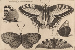 पांच तितलियां, 1646। द्वारा Wenceslaus Hollar