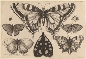 पाँच तितलियाँ, एक पतंगा, एक भृंग और एक मकड़ी द्वारा Wenceslaus Hollar
