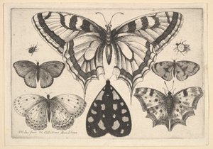 पांच तितलियों, एक कीट और दो बीटल, 1646। द्वारा Wenceslaus Hollar
