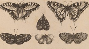 पाँच तितलियाँ और एक पतंगा। द्वारा Wenceslaus Hollar