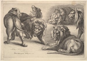 पांच शेर और एक शेरनी, 1646। द्वारा Wenceslaus Hollar