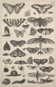 फोर्टी-वन कीट, जिसमें पतंगे और तितलियाँ शामिल हैं, 1625-77। द्वारा Wenceslaus Hollar