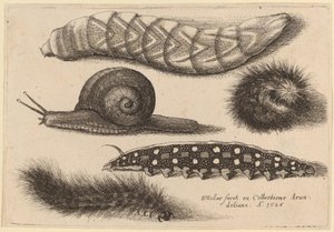 चार कैटरपिलर और एक घोंघा द्वारा Wenceslaus Hollar