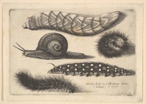 चार कैटरपिलर और एक घोंघा, 1646। द्वारा Wenceslaus Hollar