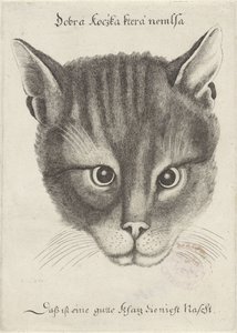 बिल्ली का सिर द्वारा Wenceslaus Hollar