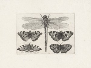  द्वारा Wenceslaus Hollar