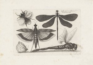  द्वारा Wenceslaus Hollar