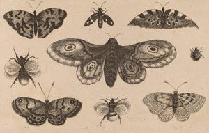 पतंगा, तितलियाँ और मधुमक्खियाँ। द्वारा Wenceslaus Hollar