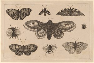 कीट, तितलियाँ, और मधुमक्खियाँ द्वारा Wenceslaus Hollar