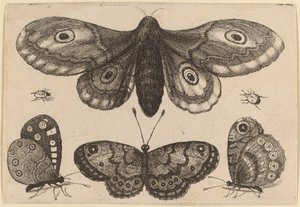 कीट, तीन तितलियाँ, और दो भृंग द्वारा Wenceslaus Hollar
