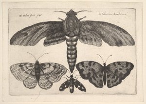 मोथ और तीन तितलियों, 1646। द्वारा Wenceslaus Hollar