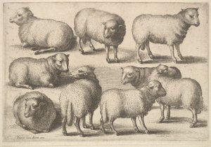 16 भेड़, 1646। द्वारा Wenceslaus Hollar