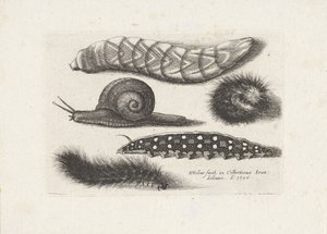  द्वारा Wenceslaus Hollar