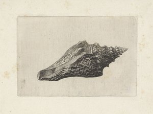शैल, हेमीफुसस टेरनाटेनस शैल (श्रृंखला शीर्षक) द्वारा Wenceslaus Hollar