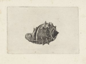 शैल, मेलोंजेना मेलोंजेना शैल्स (श्रृंखला शीर्षक) द्वारा Wenceslaus Hollar